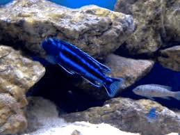Malawicichlide Cyan.Maingano