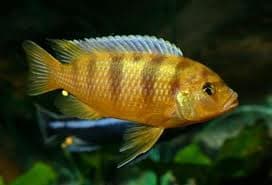 Malawicichlide Lombardoi