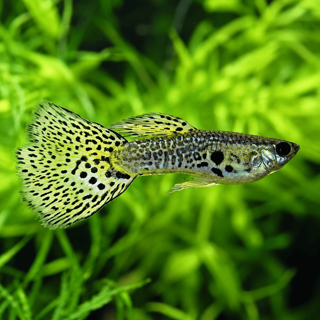Guppy Man Israel Green Cobra