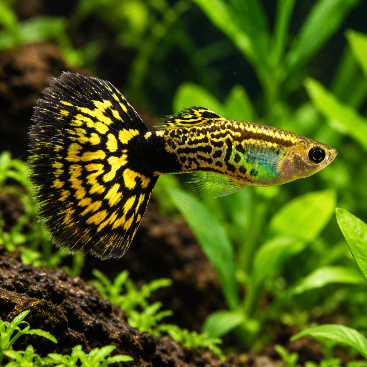 Guppy man Israel Green Cobra met geelzwart slangenhuidpatroon op lijf en brede staart