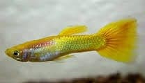 Guppy Man German Yellow