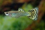 Guppy Man Green Cobra