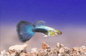 Guppy Man Israel Metalic Blue Neon