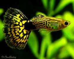 Guppy Man Israel Green Cobra