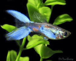 Guppy Man Lyretail (Poecilia reticulata) aquariumvis