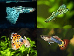 Guppy Man Israel Mix