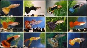 Guppy Man Mix