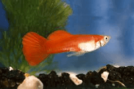 Guppy Man Red Blond