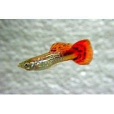 Guppy Man Red Cobra