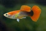 Guppy Man Tuxedo Red