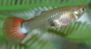 Guppy Vrouw
