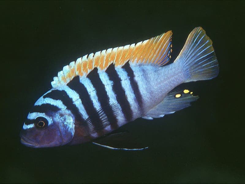 Malawicichlide Zebra