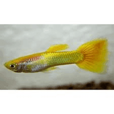 Guppy Man Micariff Yellow