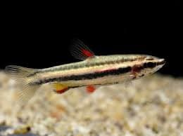 Nannostomus Marginatus