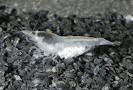 Var White Garnaal (Neocaridina zhangjiajiensis) aquariumvis
