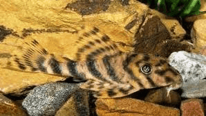 L103-peckoltia vittata