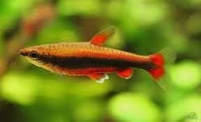 Nannostomus Beckfordi Rood