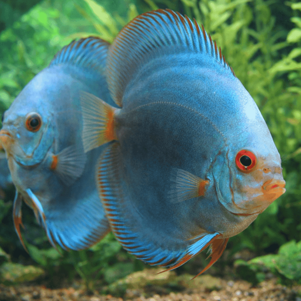 Discusvis Euro Blue Diamond