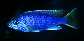 Malawicichlide
