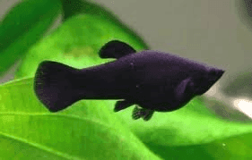 Black Molly
