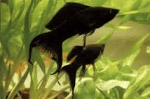 Black Molly Sluier