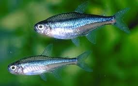 Blauwe Neon Tetra (Paracheirodon simulans) aquariumvis