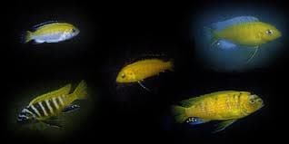 Cichlide Mix