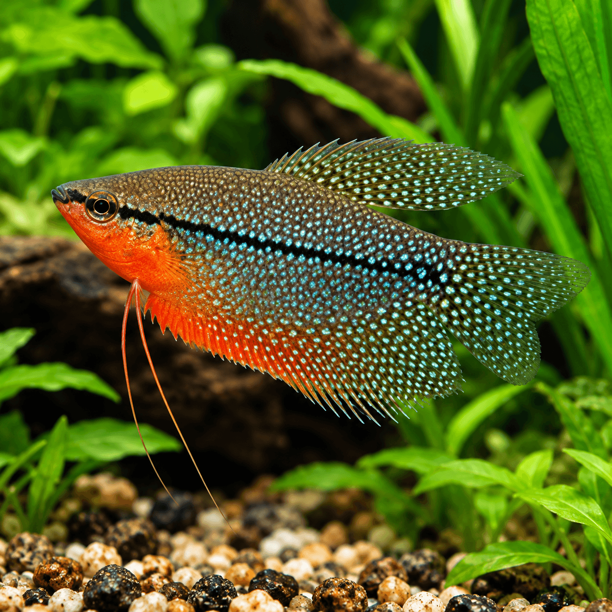 Diamant Gourami met parelmoerwit gestippeld lijf, zwarte lengtestreep en oranjerode keel