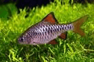 Eiland Barbeel (Oliotius oligolepis) aquariumvis
