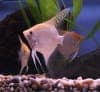Maanvis Gold Diamond (Pterophyllum scalare) aquariumvis