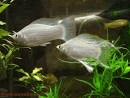 Hoogvinkarper Zilver