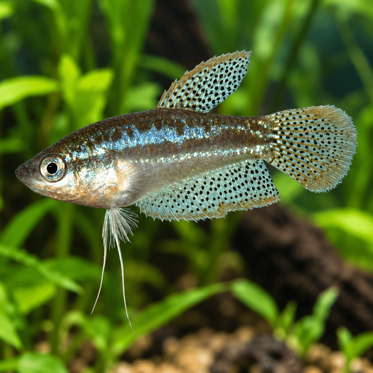 Knor Gourami met zilverbruin lijf, blauwe glans en fijne donkere stippen op de vinnen