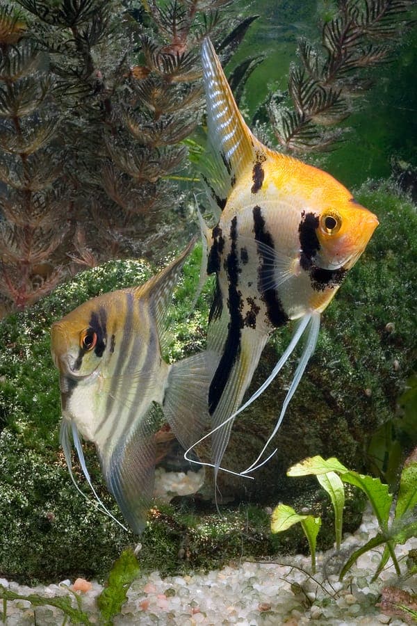 Maanvis