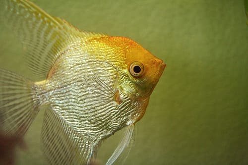 Maanvis Gold