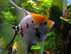 Maanvis Koi