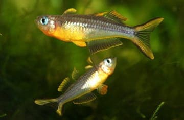 Blauwoog Regenboogvis (Pseudomugil furcatus) aquariumvis