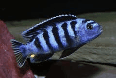 Malawi Cichlide Saulosi
