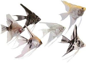 Maanvis Mix.