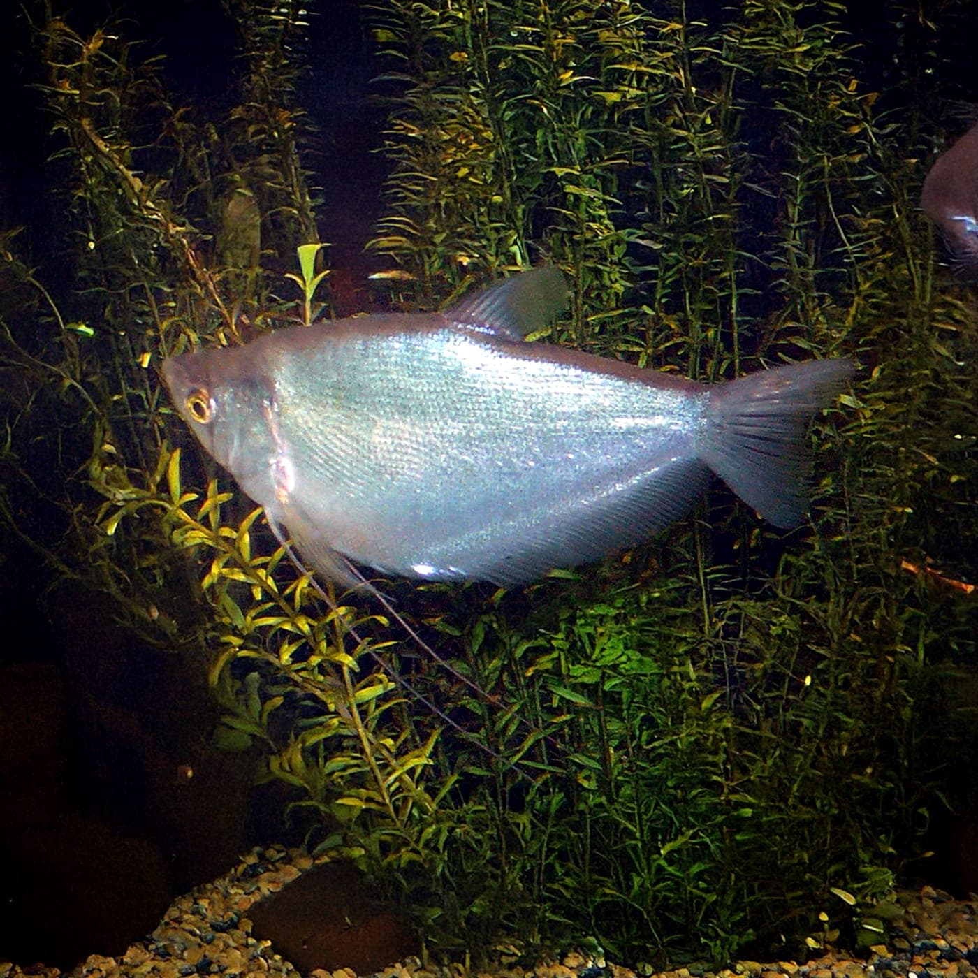 Zilver Gourami