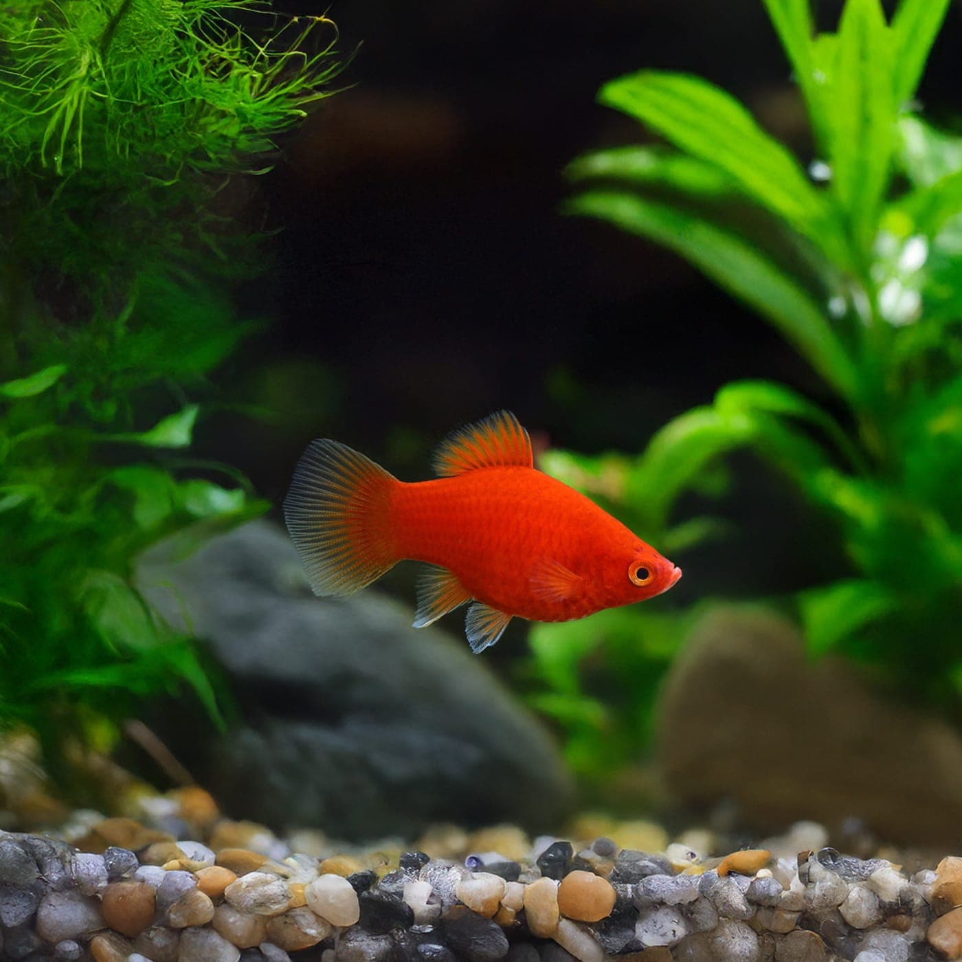 Platy Koraal
