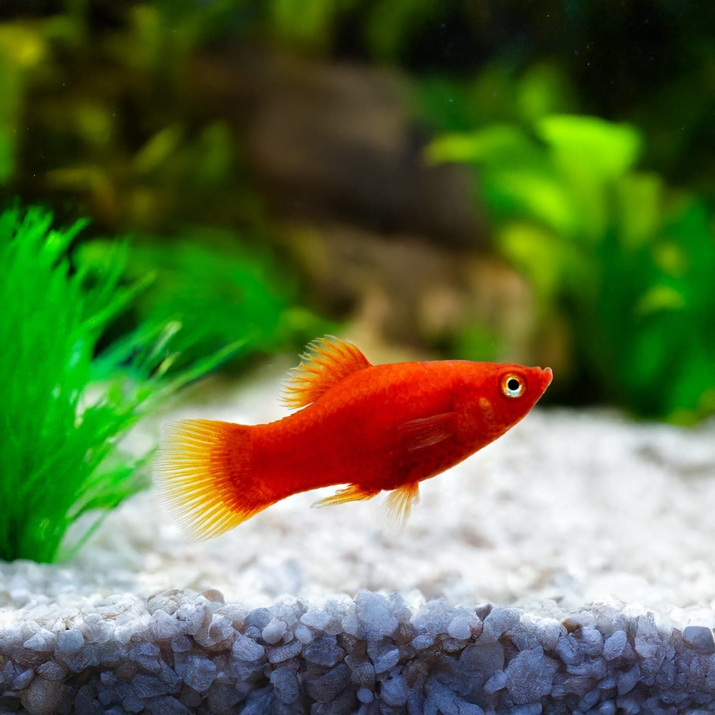 Platy Red