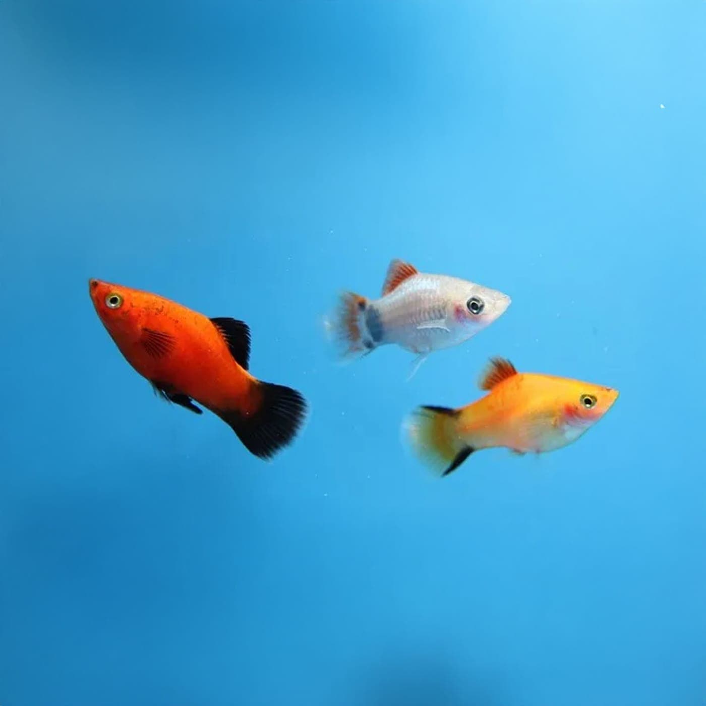 Platy Variatus Mixed