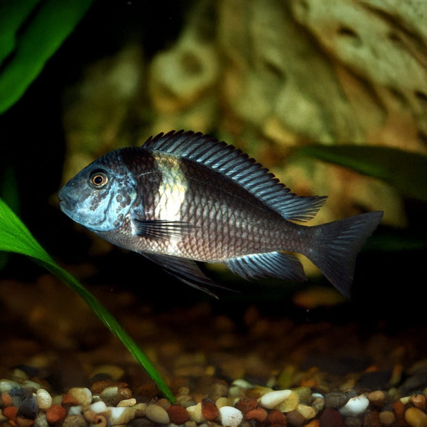 Tanganyikacichlide Duboisi