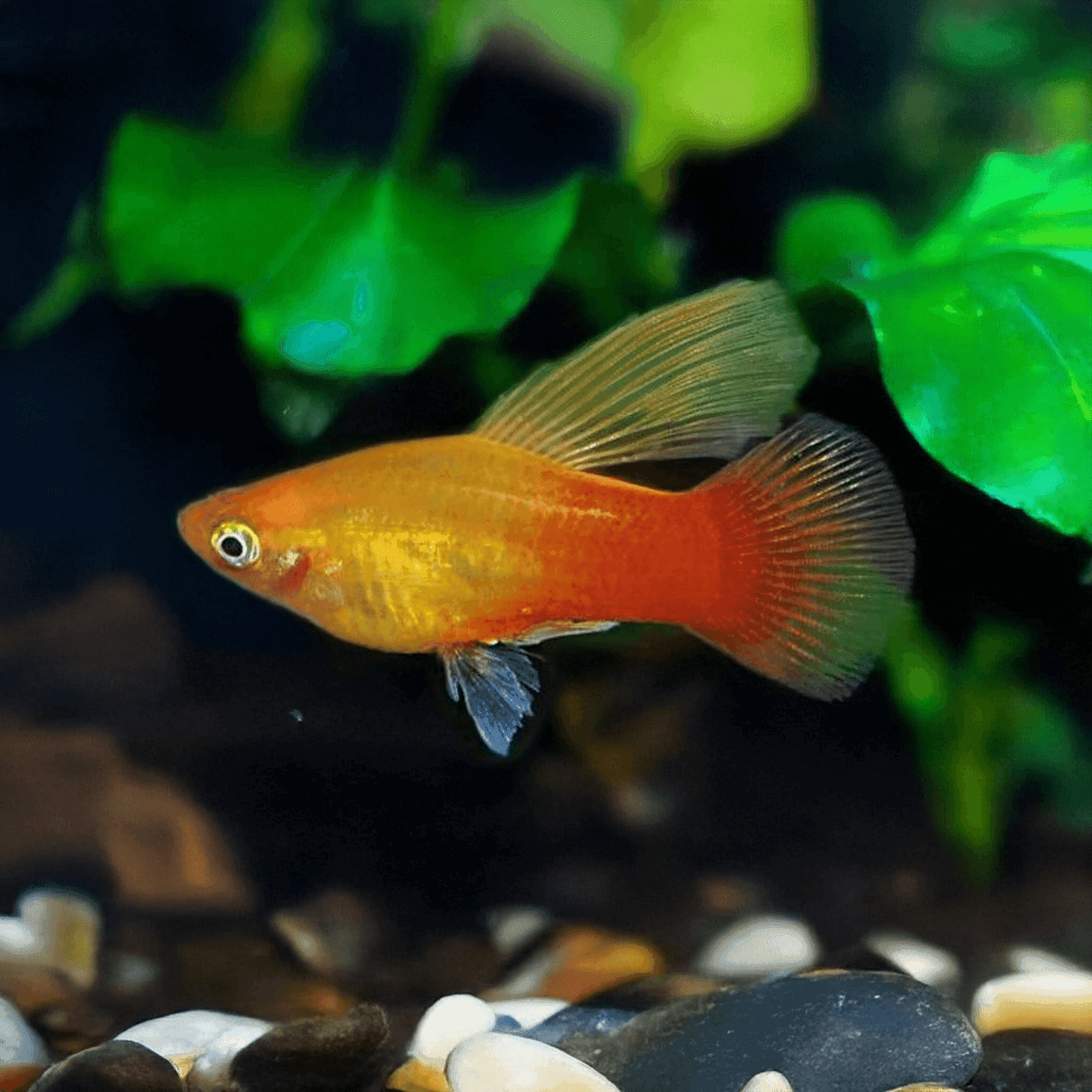 Platy Mix Hifin