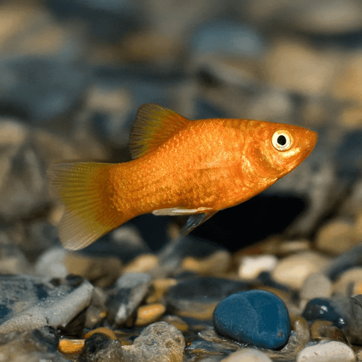 Platy Orange Neon
