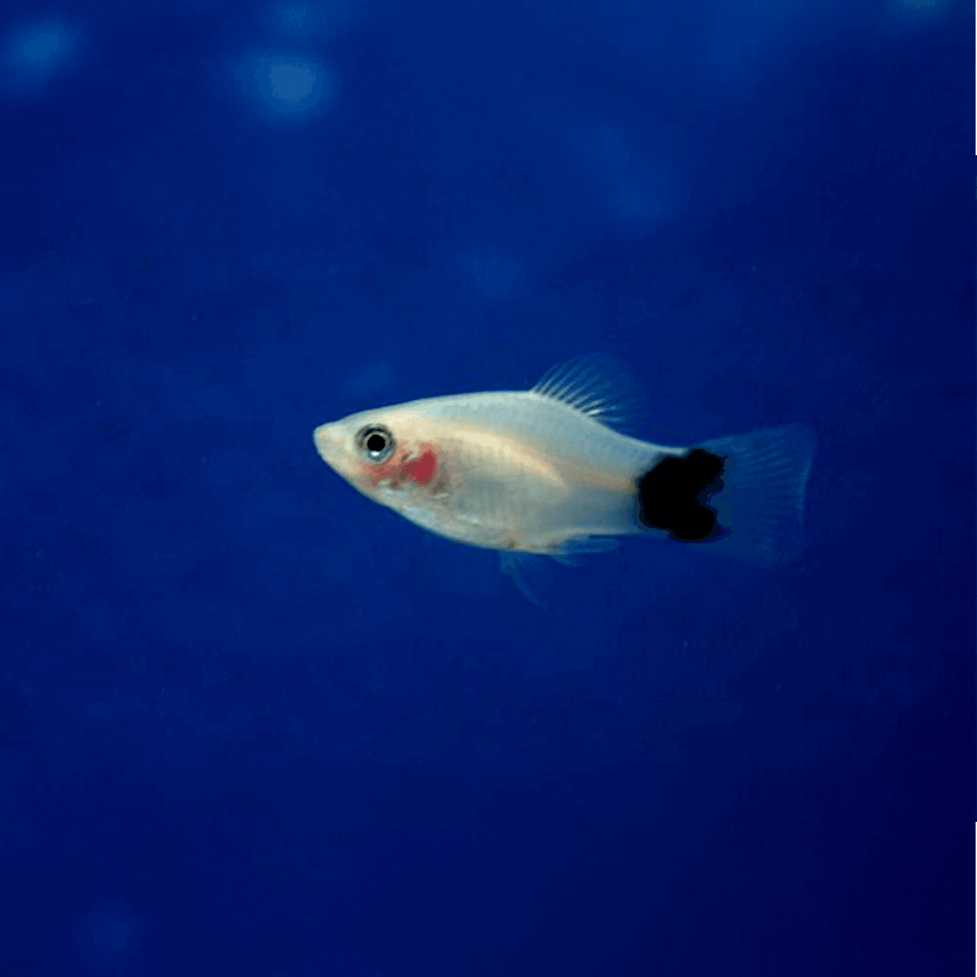 Platy Panda