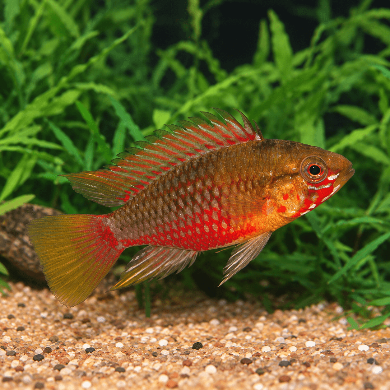 Apistogramma hongsloi red, mannetje met rood lijf, hoge rode rugvin en rode staart op zand