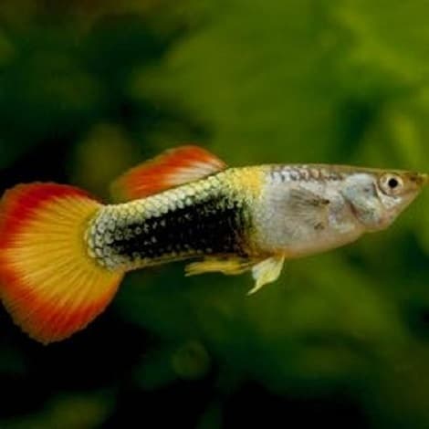 Guppy man Flame met rode waaierstaart, gele rugvin en zwarte zadelvlek op een zilvergroen lijf