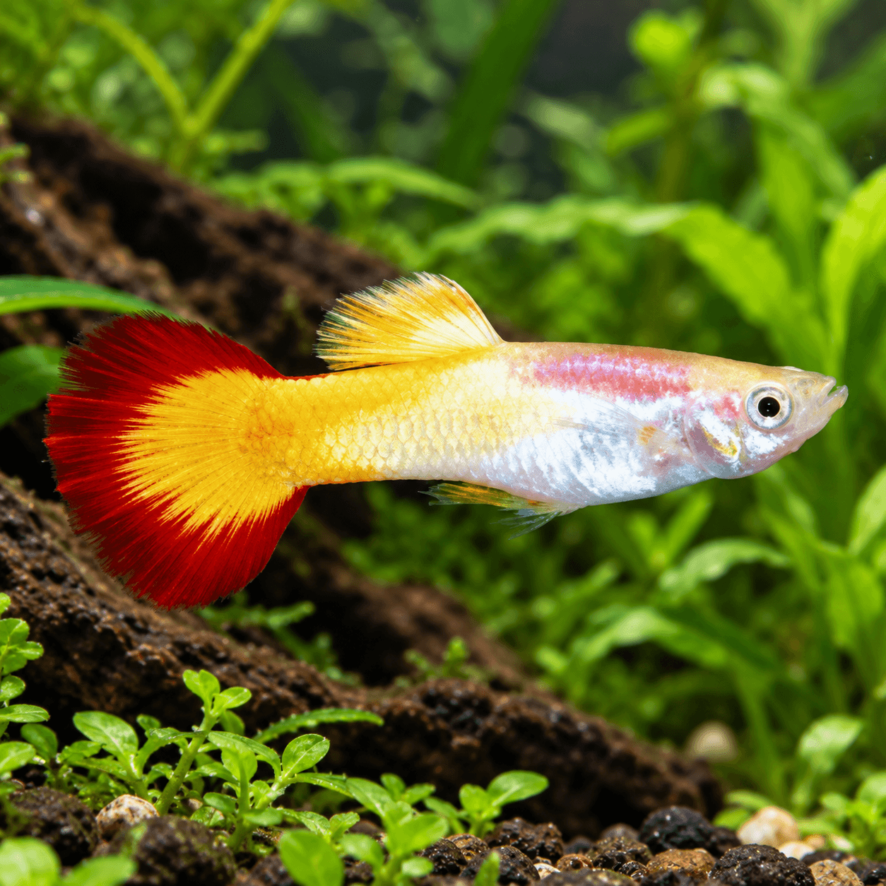 Guppy Man Sunset