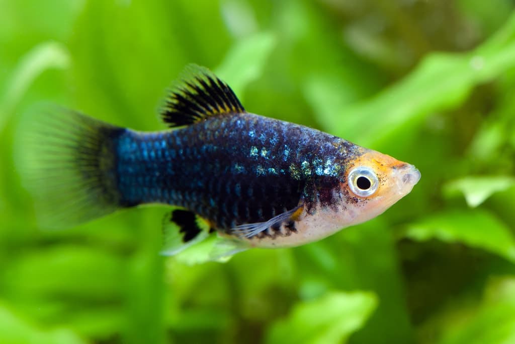 Platy Zwart met diepzwart lijf vol turkooizen spikkels, oranje kop en gelige staart tussen groene planten